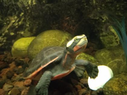 Emydura subglobosa Rotbauch-Spitzkopfschildkröten Wasserschildkröten