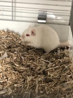 Wüstenrennmaus weiß 1 1/2 Jahr alt inkl. Käfig