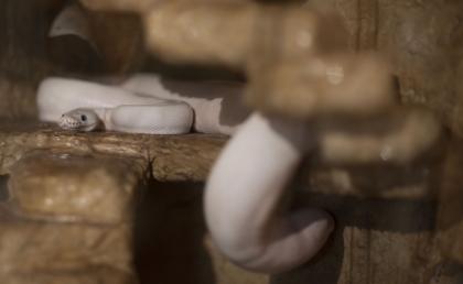 3 x Königspython Python Regius zu verkaufen