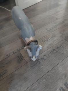 Deckkater reinrassig Canadian sphynx
