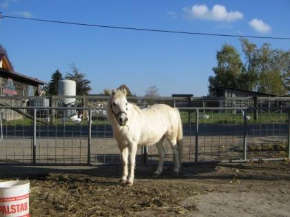 Schicke weiße Ponystute 1 25m mit Papieren zu verkaufen