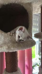 Siam Katze 3 Monate alt