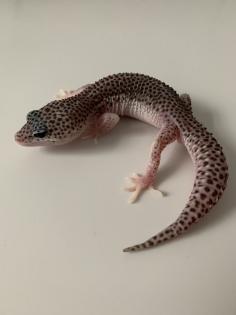 1. 0 Mack super Snow Het Diablo Blanco Leopardgecko Männchen Enz 23 abzugeben Übergabe Hamm möglich