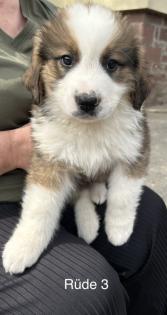 Berner Sennenhund Welpen