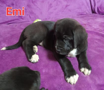 Bernhardiner Mix Hunde