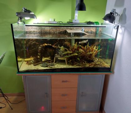 2 Schwarzknopfhöckerschildkröten mit komplett Aquarium weiterem Besatz Technik Zubehör