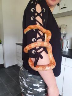 Verkaufe meine männliche Kornnatter ca. 4 Jahre alt auch gerne mit Trrarium.