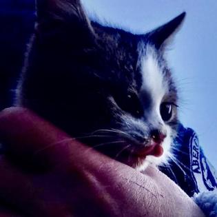 Fundkatze LUISA sucht ein Zuhause