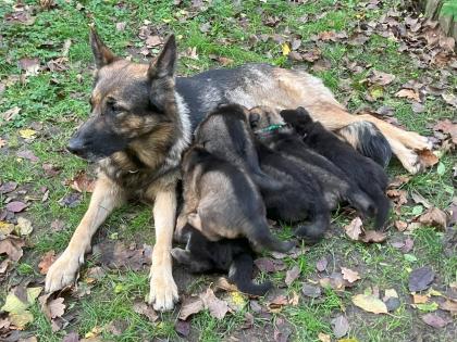 Deutsche Schäferhund Welpen