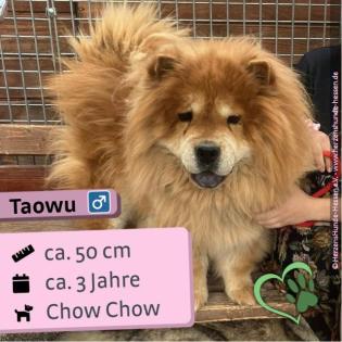 Taowu m Chow Chow 3 Jahre 50cm Slowakei NB