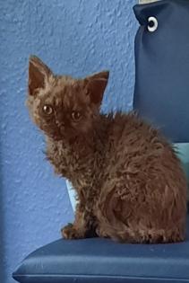 Selkirk Rex Kitten weiblich