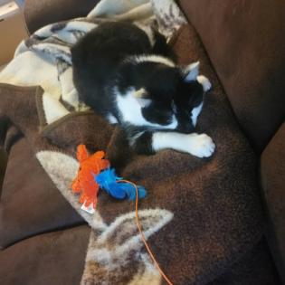 Allergienotfall Verschmuste freundliche Katze