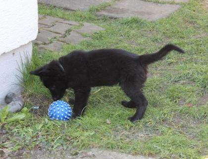 Rüden Welpen Altdeutscher Schäferhund DDR Linien