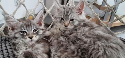 Maine Coon Kitten / Coonies /Kitten