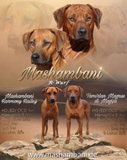 Rhodesian Ridgeback Welpen Oktober 2022 vom Züchter