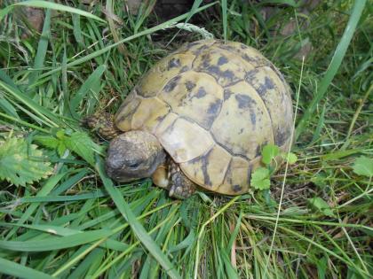 Griechische Landschildkröten THB robuste Ostrasse Nachzuchten aus 2020 2021 und 2022