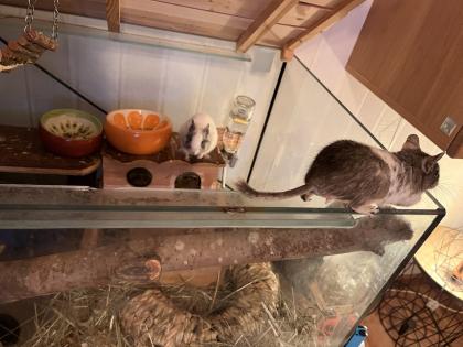 Degus männlich abzugeben
