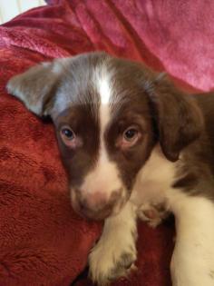 Border Collie Mix welpen