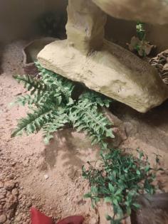 Vk Terrarium 120x80x80cm mit deko