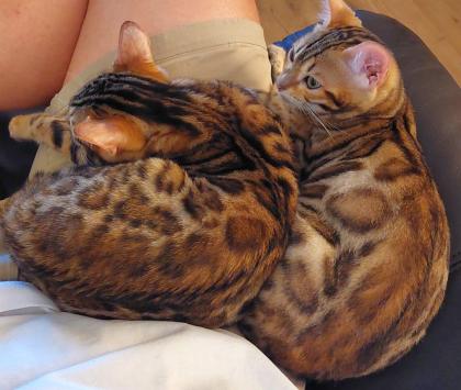 2 junge Bengal Mädchen suchen ein liebevolles zuhause