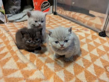 Wir bieten liebevolle gut erzogene reinrassige Britisch-Kurzhaar-Kitten zu erschwinglichen Preise