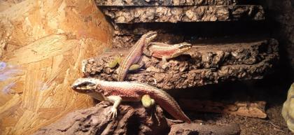 4. 0 Maskenleguane / Terrarium mit Zubehör