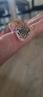 Leopardgecko 0. 2 Weibchen