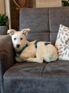 Kalle kinderlieber Terrier-Mischling