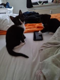 Katzenbaby 12 Wochen alt