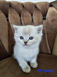 5 bkh katzen auf der Suche nach einem Zuhause