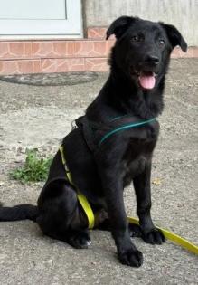 Nero - ein liebenswertes edles Hundekind