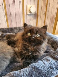 Maine Coon Perser Kater