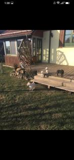 Verkaufe schöne Labrador Welpen