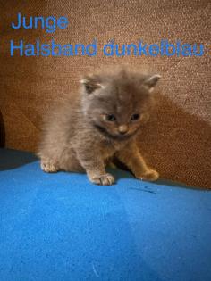 4 süße reinrassige BKH Kitten in der Farbe Blue und Lilac