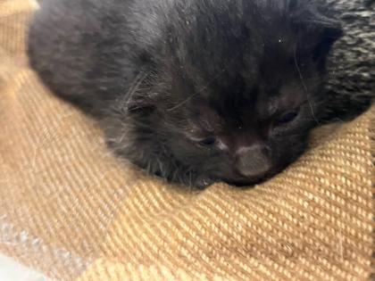 BKH/ EKH Kitten Babykatzen
