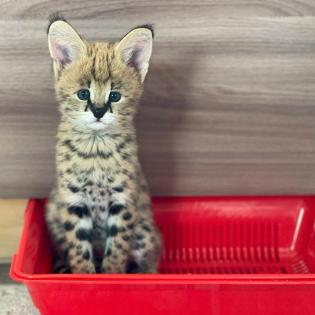 Karakal- und Serval-Kätzchen