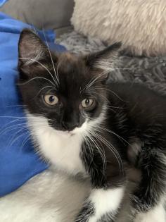 Ragdoll Mix Babykatzen Kitten