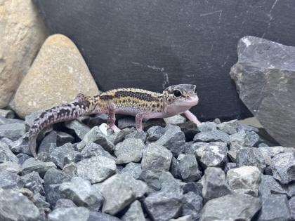 Leopardgecko Weibchen