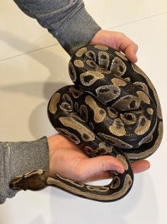 Königsphyton sucht neues Wohlfühlzuhause mit/ohne Terrarium