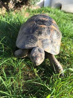Griechische Landschildkröte männl. 10 Jahre alt