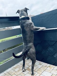 American Bully Hündin.