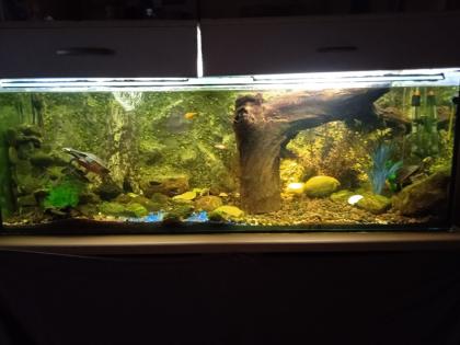 Emydura subglobosa Rotbauch-Spitzkopfschildkröten Wasserschildkröten