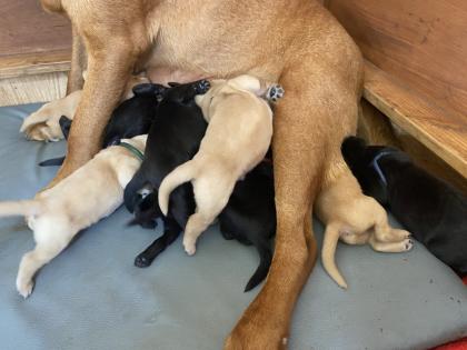 Labrador Welpen mit Ahnentafel- Genehmigte Zuchtstätte