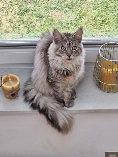 Maine Coon Kitten / Coonies /Kitten