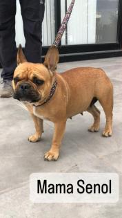 Frei Atmende Französische Bulldogge Welpen