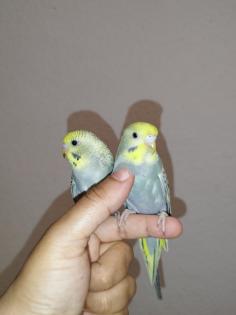 2 super zahm Wellensittiche Rainbow Wellis Vögel handzahm 3 Mona