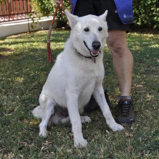 White / Status sucht ein Zuhause