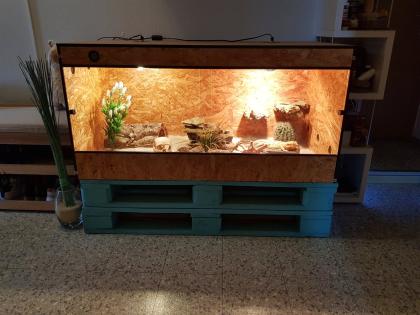Bartagame männlich 8 J. mit Terrarium und Einrichtung