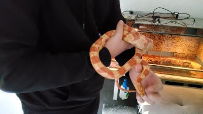Kornattern 2 Stück eine Albino und eine Naturell