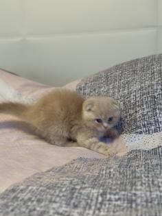 Wunderschöne schottische Britisch-Kurzhaar-Kater